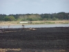 Vultures Scavenging for Cooked Meals